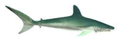 shark