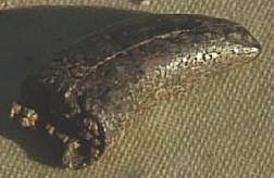 Theropodtand fundet af Eliza Jarl Estrup