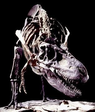 Albertosaurus