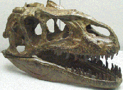 Allosaurus kranium. Klik for meget stort billede (435 KB)