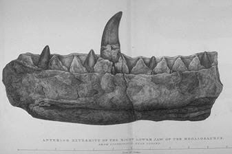 Megalosaurus k�bestykke