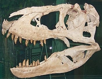 Tarbosaurus bataar