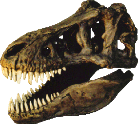 Kranium fra Tyrannosaurus rex