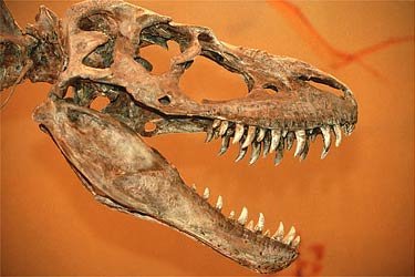 Kranium fra Tyrannosaurus rex