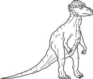 Pachycephalosaurus - stregtegning