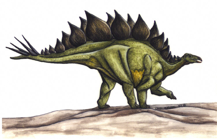 Stegosaurus