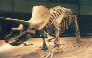 Triceratops