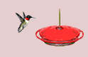 Hummingbirds Web Site