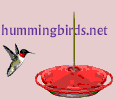 Hummingbirds Web Site
