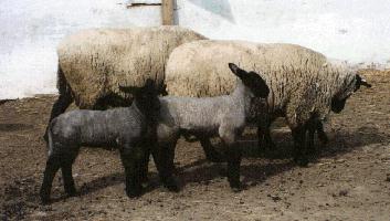 Le pecore, gli animali pi colpiti dal morbo Blue Tongue