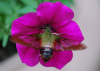 Hummingbird Moth