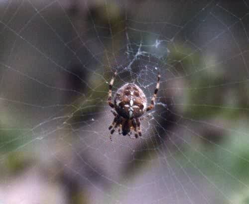 adiadem2.jpg (58863 bytes)