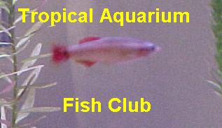 Raptor's Fish Den (C)