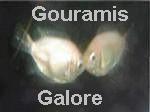 Gouramis Galore