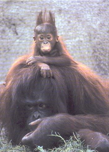 Primates Online - The Premier Online Primate Information Source