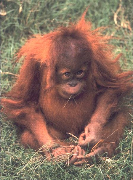 The Zoo! Elephant cams - Tiger cams - Gorilla cams - plus loads to do and see.