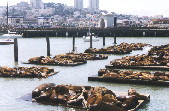 Sealions in SF