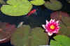 pond_flower_and_fish.jpg (20574 bytes)