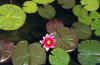 pond_lily_flower.jpg (28890 bytes)