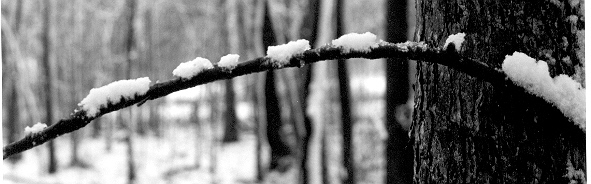 black and white photograph winter scene #1