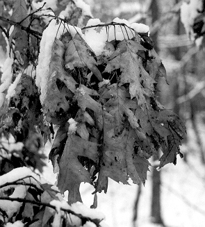 black and white photograph winter scene #3