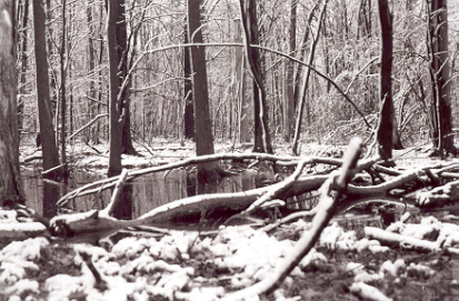 black and white photograph winter scene #4