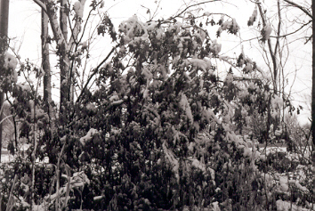 black and white photograph winter scene #5