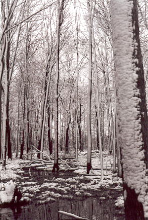 black and white photograph winter scene #6