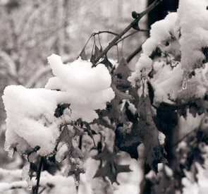 black and white photograph winter scene #7