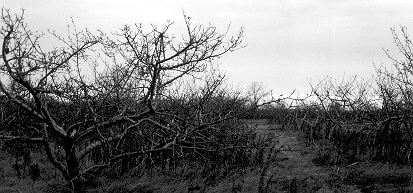 black and white photo niagara #6