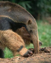 Picture of an anteater