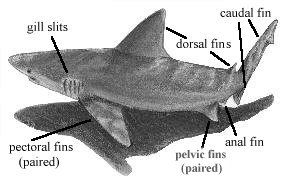 Shark's Structure