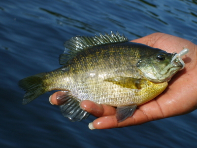 Ohop Bluegill
