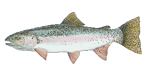rainbow trout