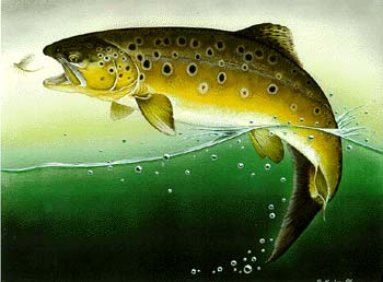 Brown Trout