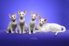 CH Luv-Sun  Mr. Whiskers with three siblings