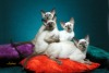 4 Kittens on Pillows 