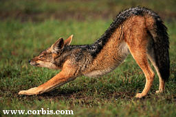 Black Backed Jackal
