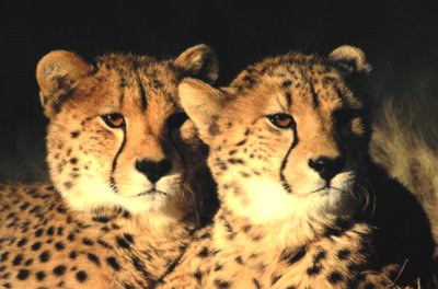 Cheetahs