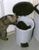 Cat Opens Trashcan