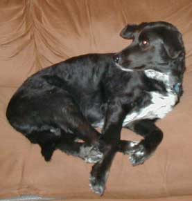 I'm Jezebel, The Singing Dog! Click me to visit my page and hear me SING!!!