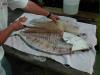 Halibut Filleting 101 by Kepdawg