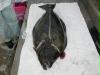 Halibut Filleting 101 by Kepdawg