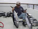 Albacore and Bluefin Tuna