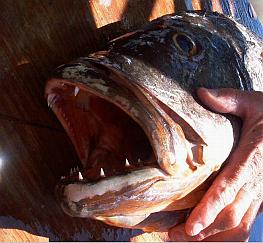 Tim Kersch's Toad Pargo