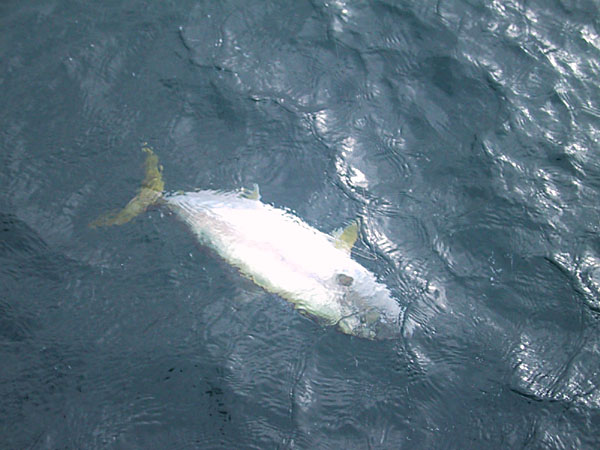 Tracer Fishing June 6, 2004