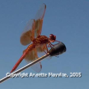 Picture of possible Western Meadowhawk