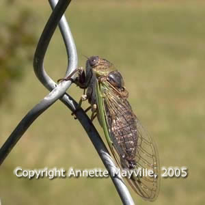 Picture of Dogday Harvestfly