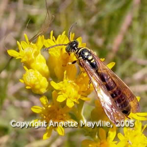 Picture of Five Banded Tiphiid Wasp