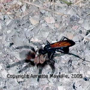 Picture of Tarantula Hawk with prey